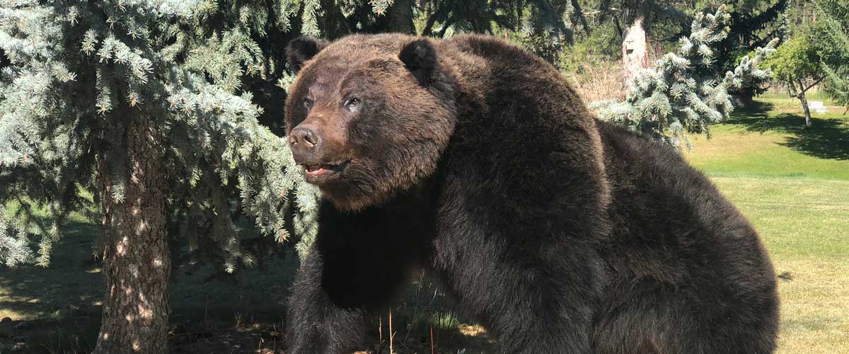 Ray Wiens Taxidermy & Tannery