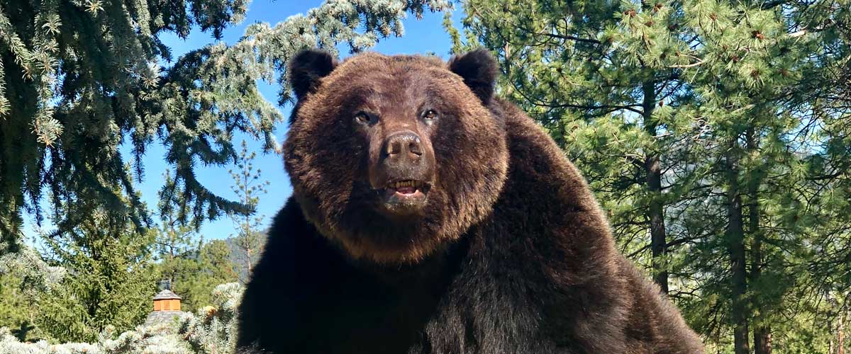 grizzly-bear-life-size-taxidermy-mount-ray-wiens-british-columbia
