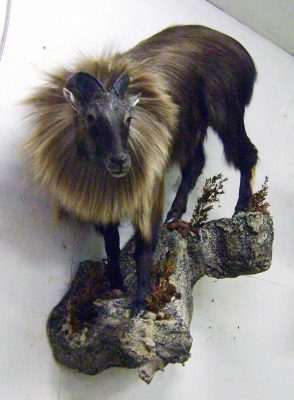 himalayan-tahr-life-size-taxidermy-mount-ray-wiens