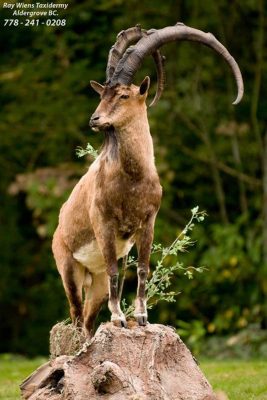 ibex-life-size-mount-by-ray-wiens-taxidermy