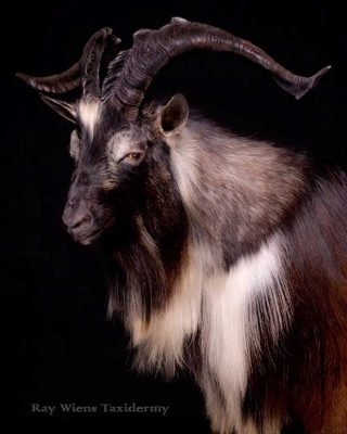 ibex-shoulder-mount-by-ray-wiens-taxidermy-british-columbia