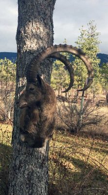 ibex-taxidermy-shoulder-mount-ray-wiens