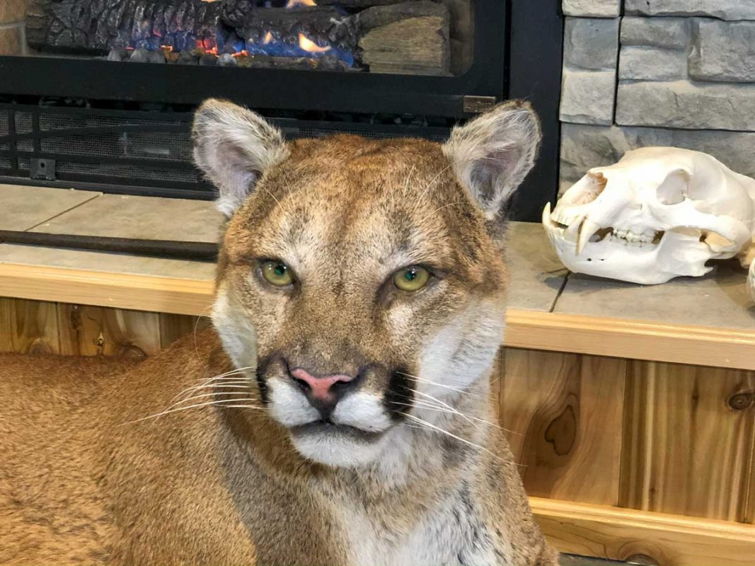 life-size-cougar-taxidermy-mount-laying-down-ray-wiens