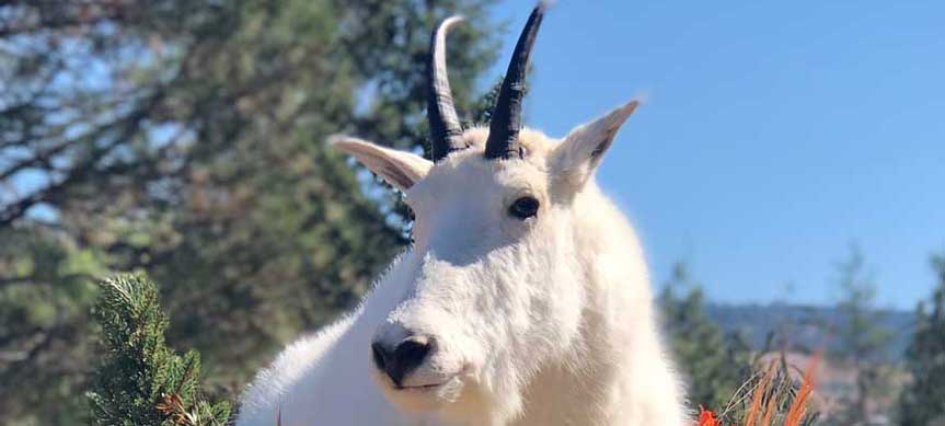 Ray Wiens Taxidermy & Tannery