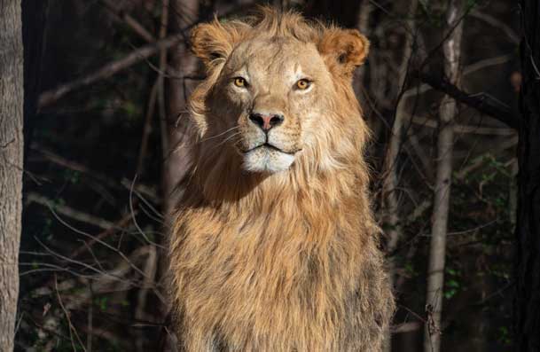 lion-life-size-wild-cat-taxidermy-ray-wiens-british-columbia