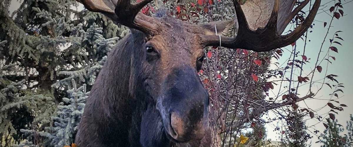 moose-head-taxidermy-mount-ray-wiens-merritt-british-columbia