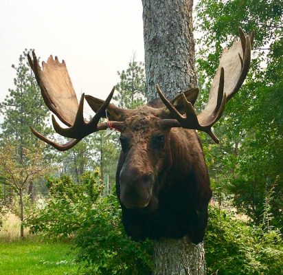 moose-taxidermy-mount-ray-wiens-merritt-british-columbia