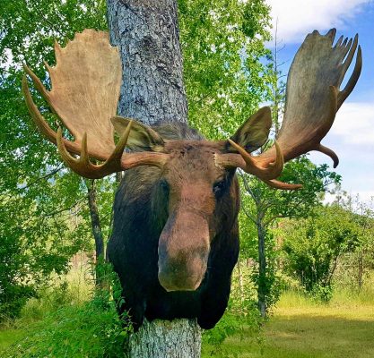 moose-taxidermy-mount-ray-wiens-merritt-british-columbia