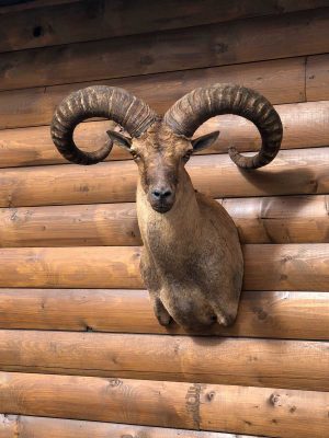 mouflon-sheep-taxidermy-mount-ray-wiens