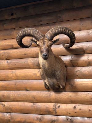 mouflon-sheep-taxidermy-mount-ray-wiens