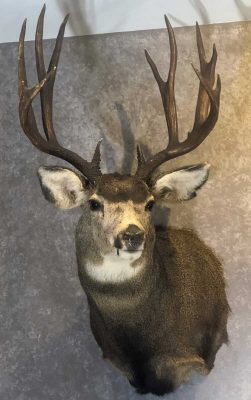 mule-deer-wall-mount-ray-wiens-taxidermy