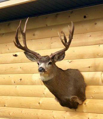 mule-deer-wall-mount-ray-wiens-taxidermy