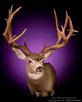non-typical-mule-deer-head-mount-ray-wiens-taxidermy