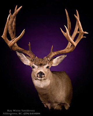 non-typical-mule-deer-head-mount-ray-wiens-taxidermy