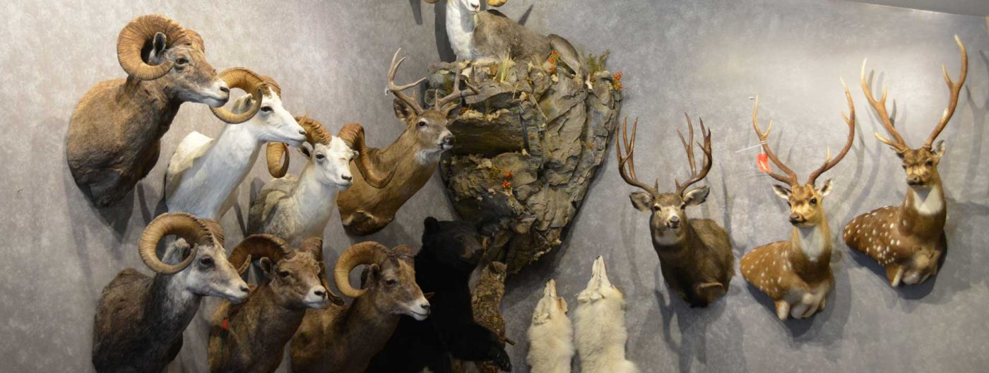 Ray Wiens Taxidermy & Tannery
