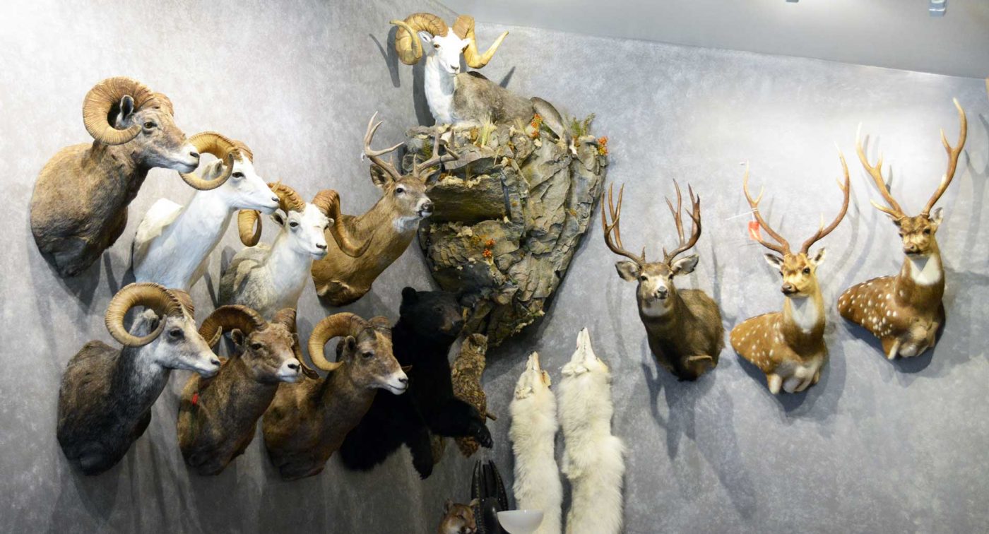 Ray Wiens Taxidermy & Tannery