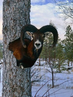 mouflon sheep head mount ray wiens taxidermy british columbia