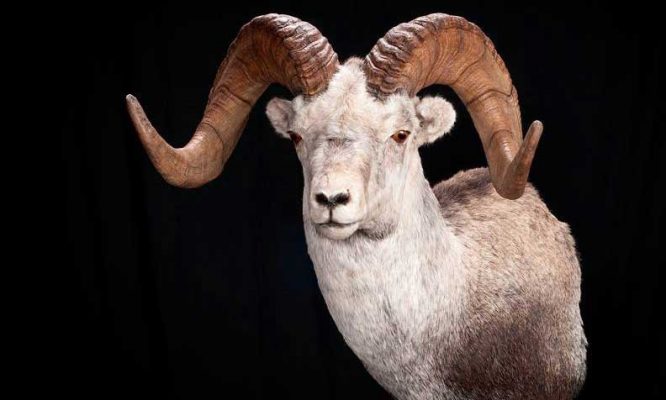 sheep-mounts-taxidermy-ray-wiens-british-columbia