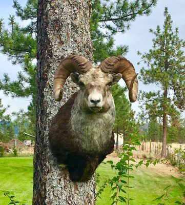 sheep-sp-taxidermy-mount-ray-wiens