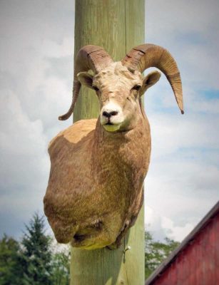 sheep-sp-taxidermy-mount-ray-wiens