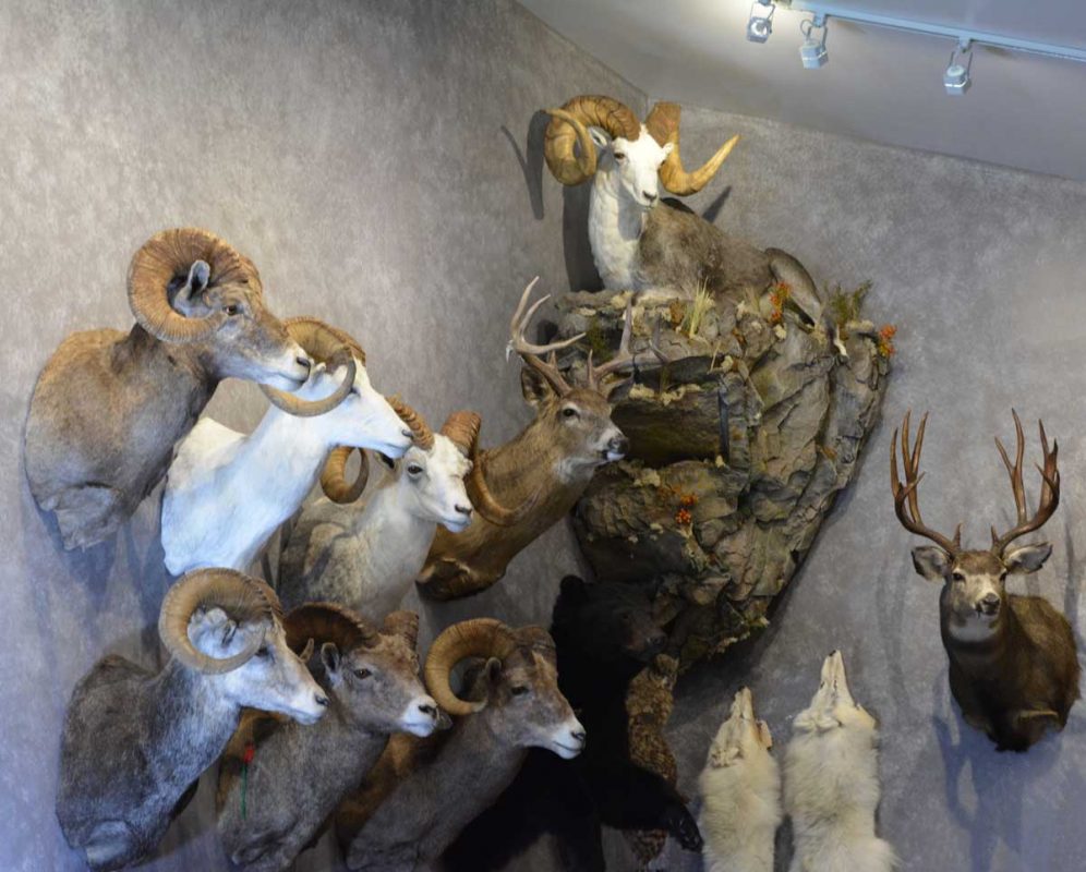Ray Wiens Taxidermy & Tannery
