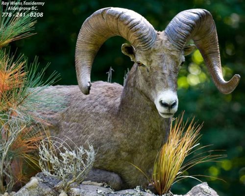 stone-sheep-life-size-mount-ray-wiens-taxidermy