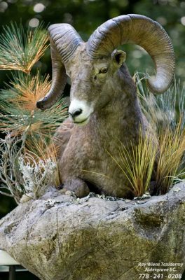 stone-sheep-life-size-mount-ray-wiens-taxidermy