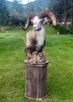 stone-sheep-standing-mount-ray-wiens-taxidermy