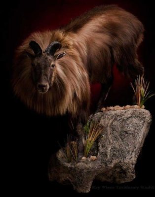 tahr-life-size-africa-and-exotic-taxidermy-ray-wiens-british-columbia