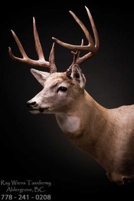 whitetail-deer-head-mount-wall-ray-wiens-taxidermy