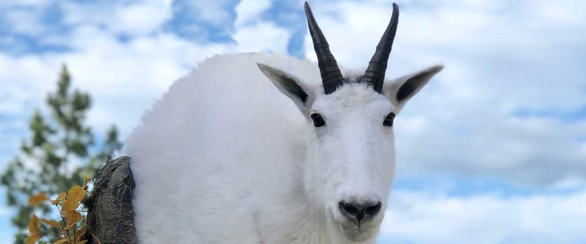 wild-goat-head-mount-ray-wiens-taxidermy-british-columbia