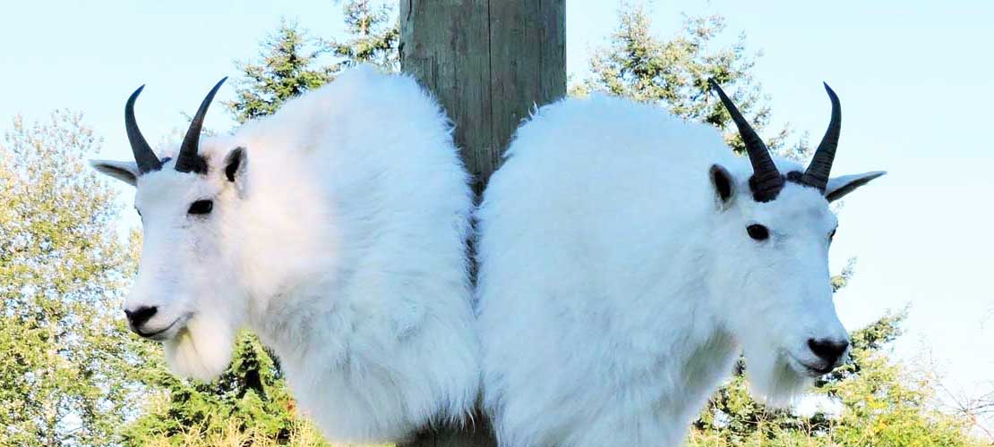 Ray Wiens Taxidermy & Tannery