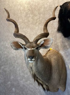 africa-and-exotic-animal-taxidermy-ray-wiens
