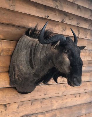 blue-wildebeast-african-exotic-taxidermy-ray-wiens