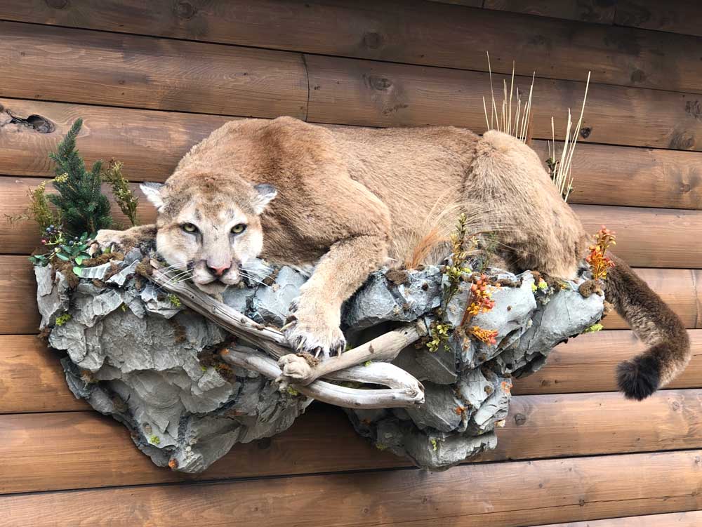 crouching-cougar-taxidermy-mount-ray-wiens
