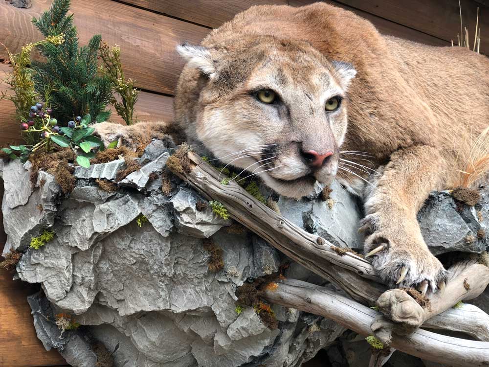 crouching-cougar-taxidermy-mount-ray-wiens