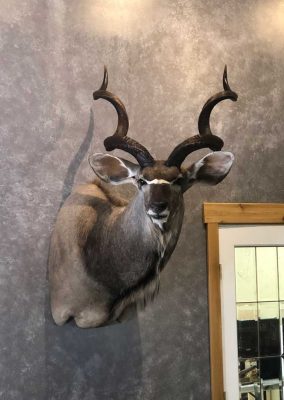 kudu-head-mount-ray-wiens-taxidermy
