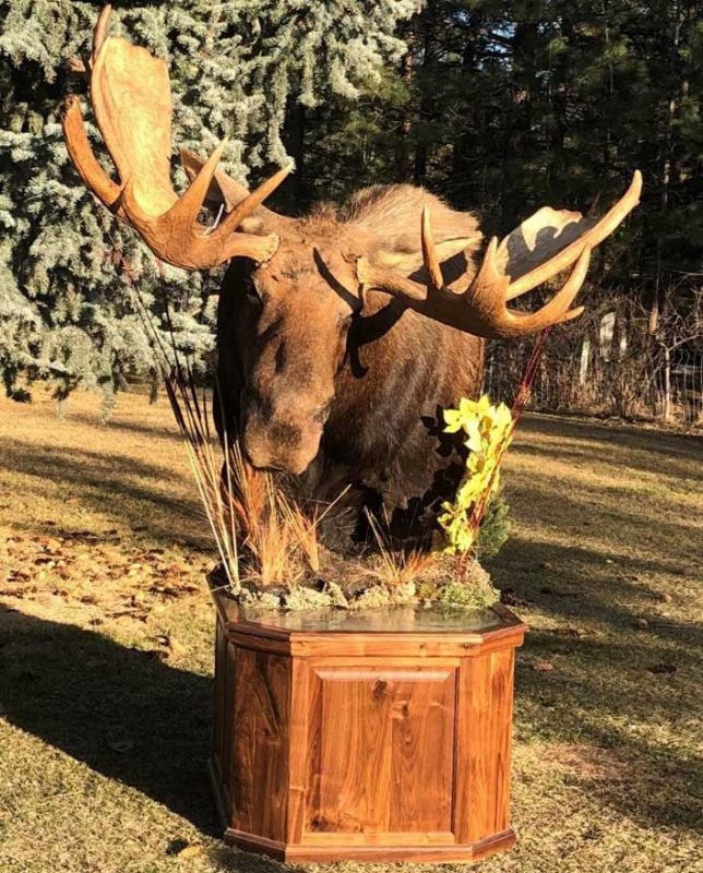 moose-free-standing-shoulder-mount-ray-wiens-taxidermy