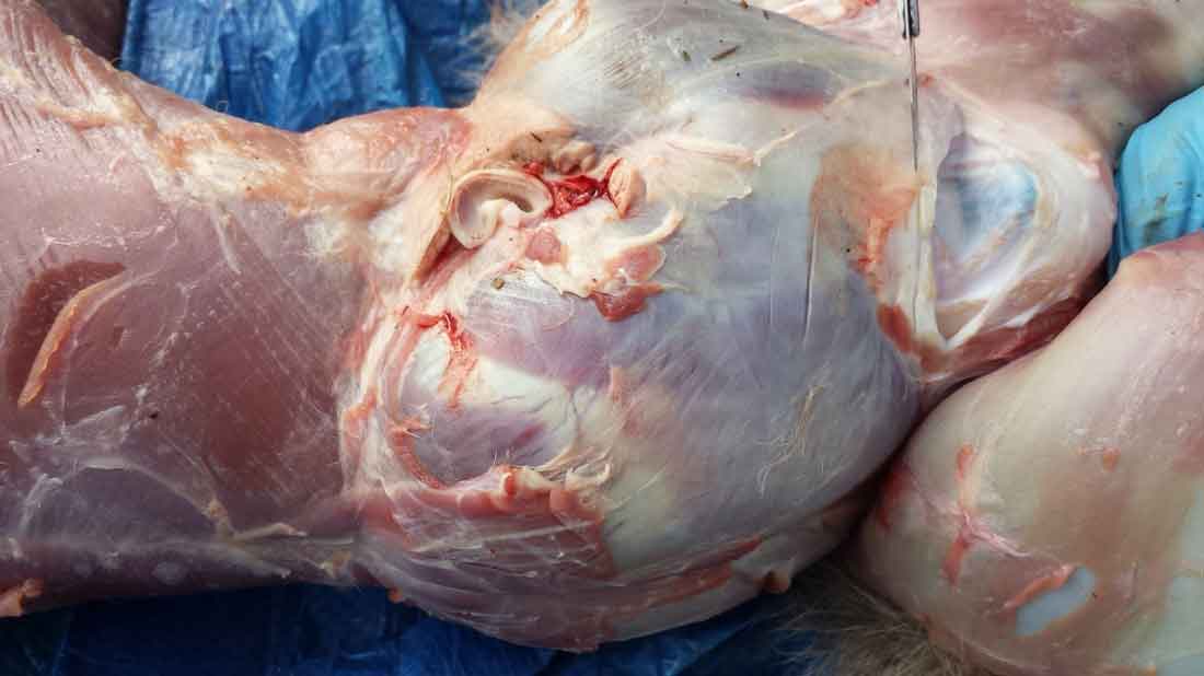 Ray Wiens Taxidermy & Tannery