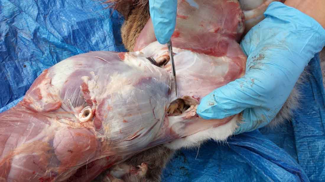 Ray Wiens Taxidermy & Tannery