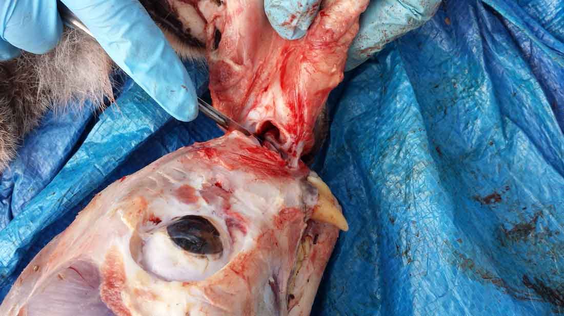 Ray Wiens Taxidermy & Tannery