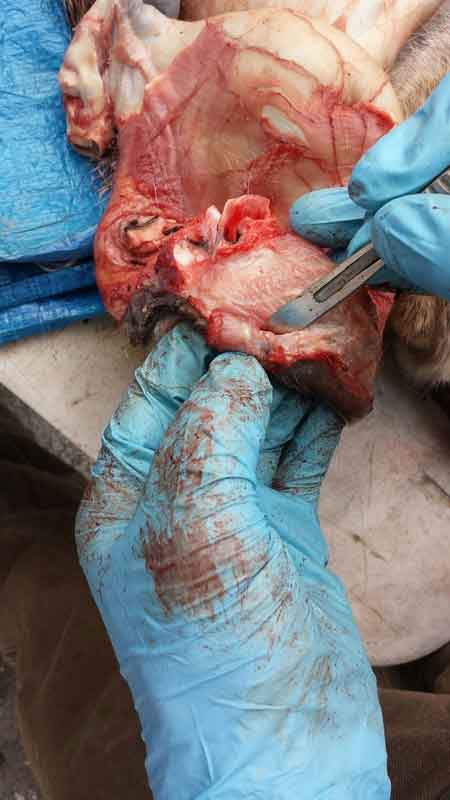 Ray Wiens Taxidermy & Tannery