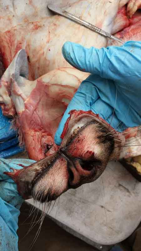 Ray Wiens Taxidermy & Tannery