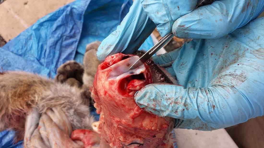 Ray Wiens Taxidermy & Tannery