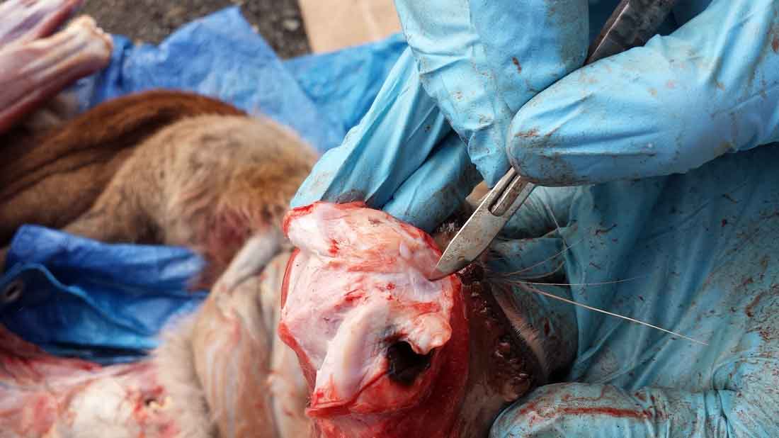 Ray Wiens Taxidermy & Tannery