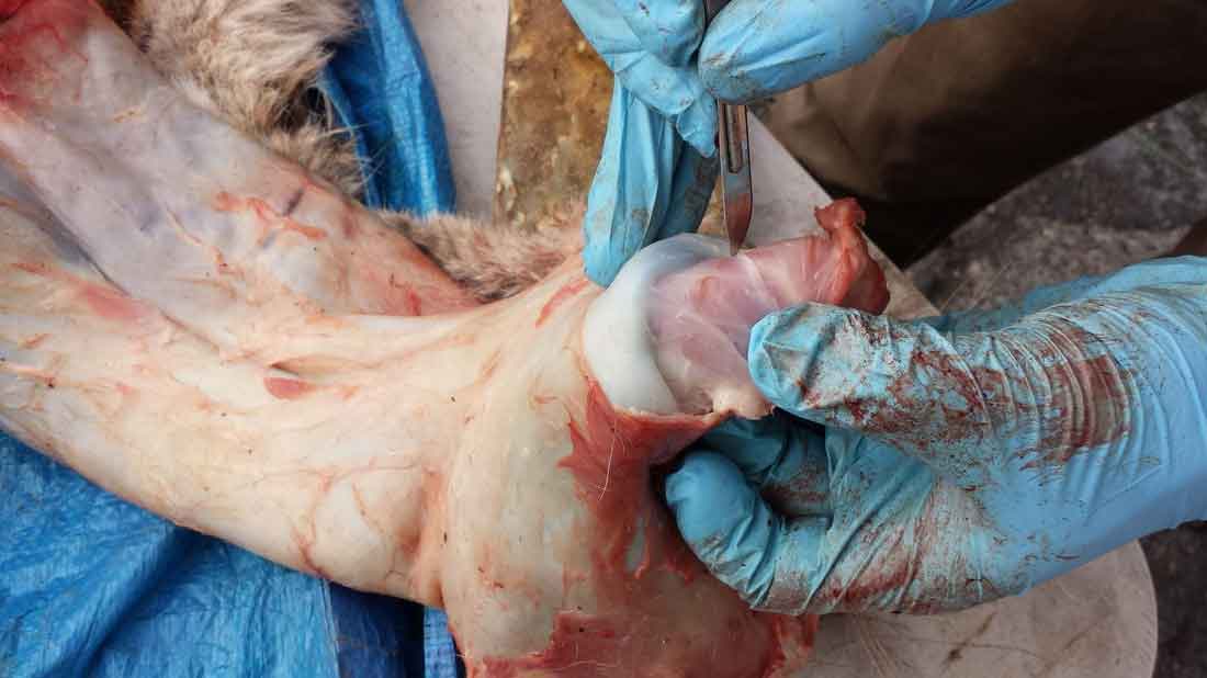 Ray Wiens Taxidermy & Tannery