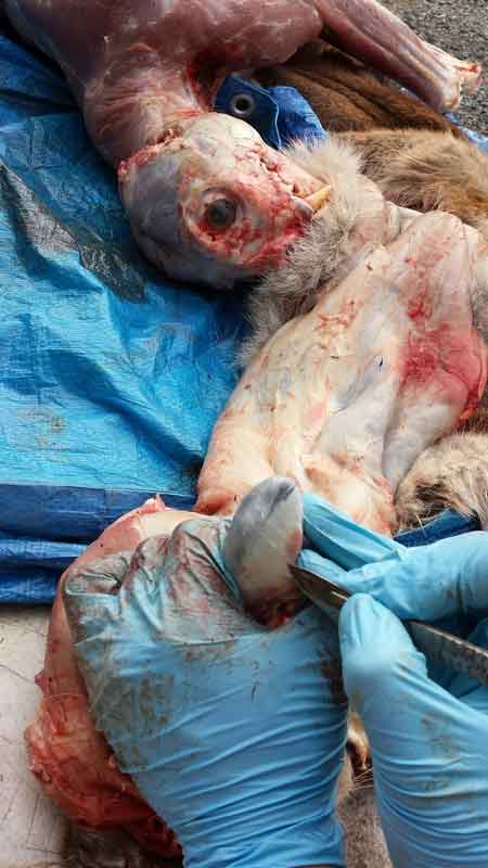 Ray Wiens Taxidermy & Tannery