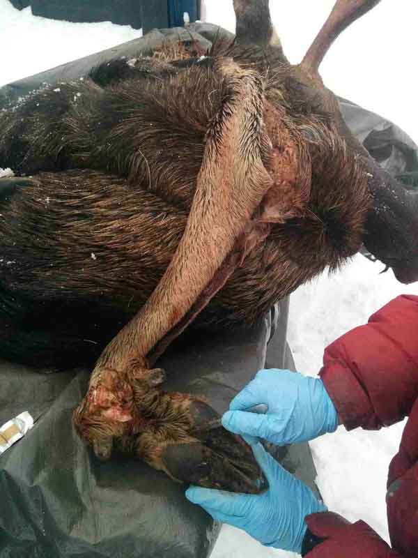 Ray Wiens Taxidermy & Tannery