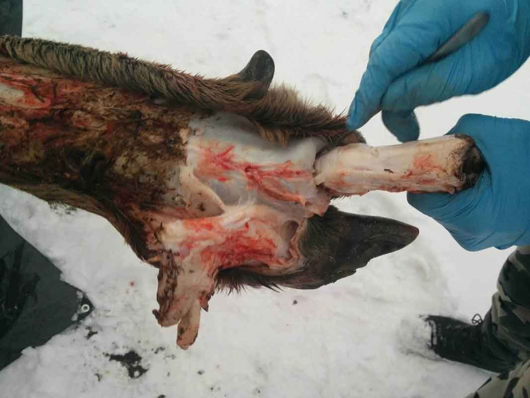 Ray Wiens Taxidermy & Tannery