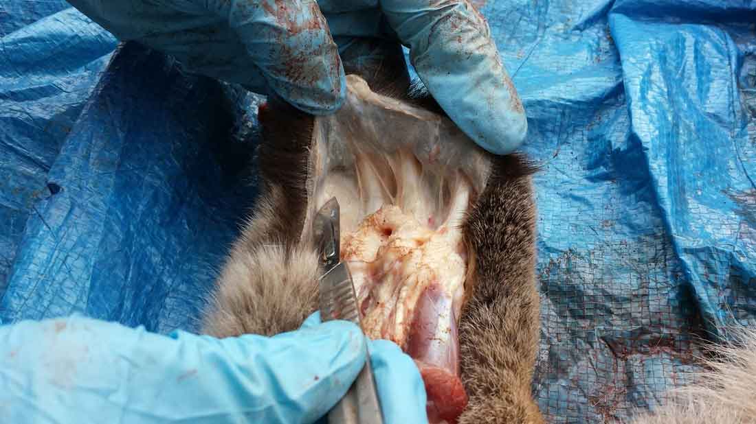 Ray Wiens Taxidermy & Tannery